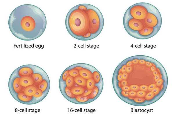 四平借腹又借卵生子的_试管婴儿优胚和囊胚哪个好？有什么区别