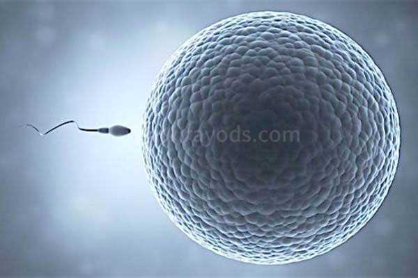 自贡借卵生子合法的国家_卵巢功能不好—试管婴儿助您获得健康卵子
